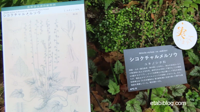 牧野博士が描いた植物の絵
