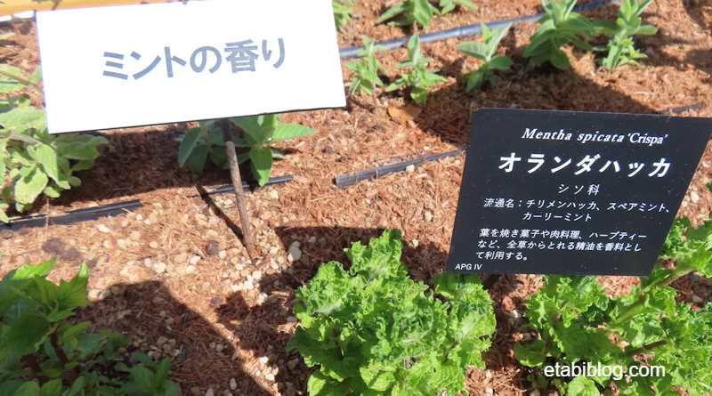 薬草の畑