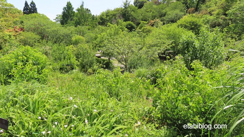 まるで森のような牧野植物園