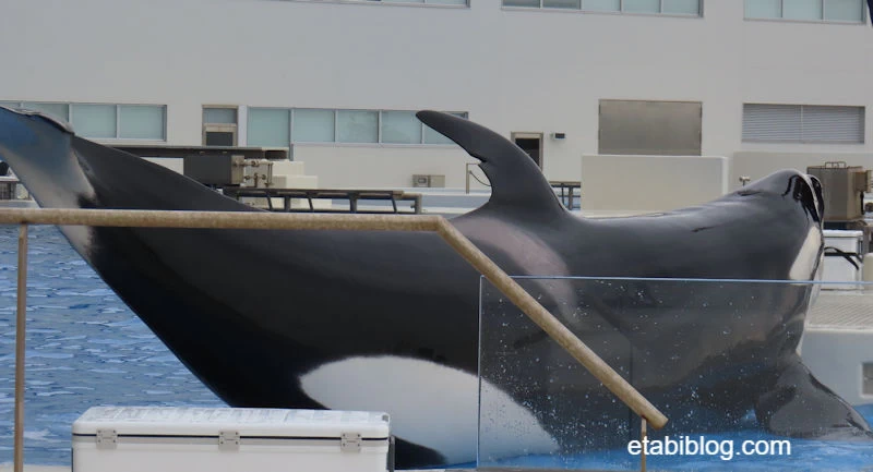 間近で見えるシャチ