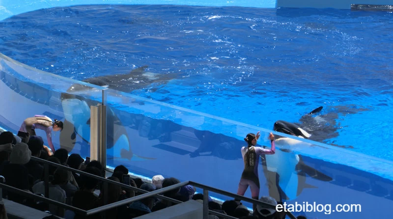 2頭並んで芸の準備中
