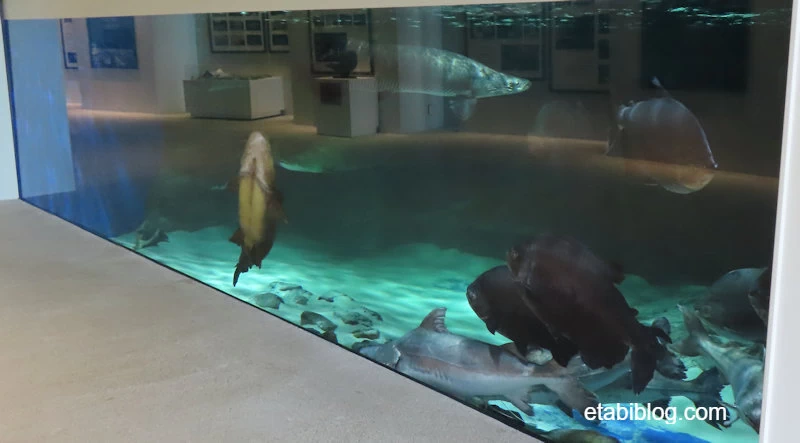 ピラルクの水槽
