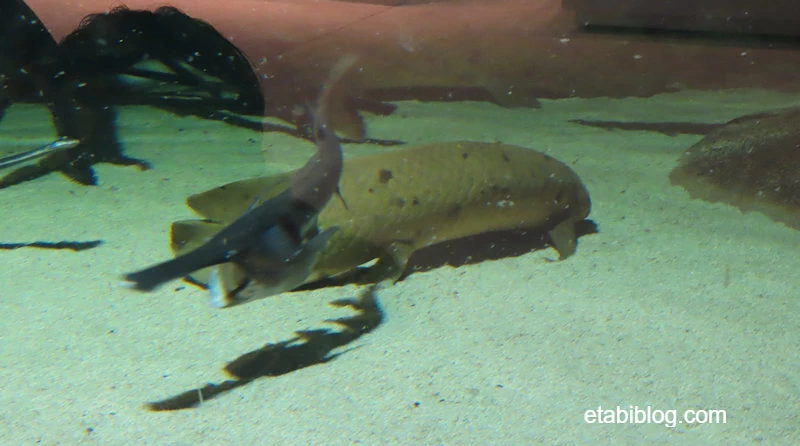 チョウザメの水槽