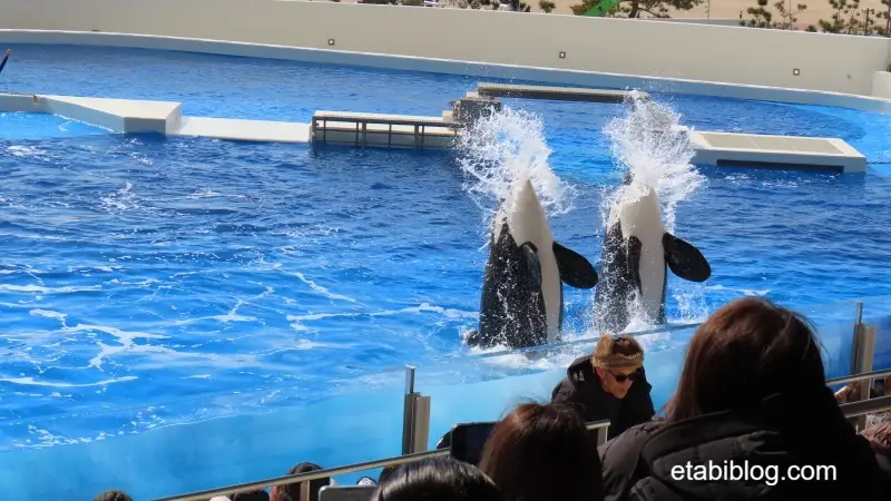 2頭並んで口から海水を吐き出すシャチ