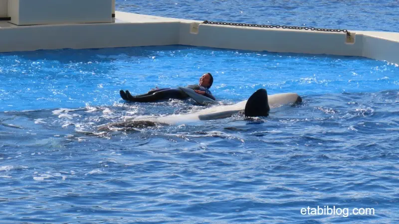 トレーナーと並んで日光浴するシャチ