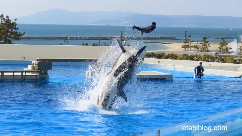 トレーナーを頭の上から飛ばすシャチ