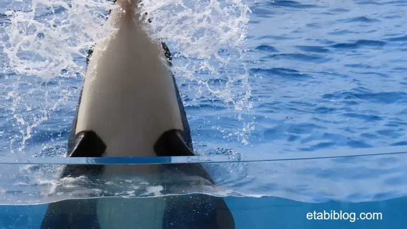 口から海水を吐き出すシャチ