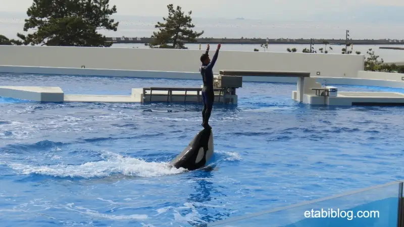 トレーナーを頭の上に乗せて泳ぐシャチ