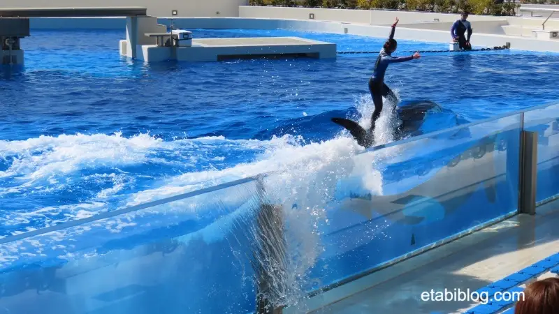 高速で泳ぐシャチの背中に立つトレーナー