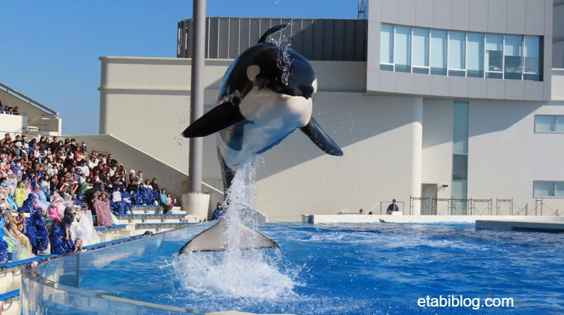 飛んでくるシャチ