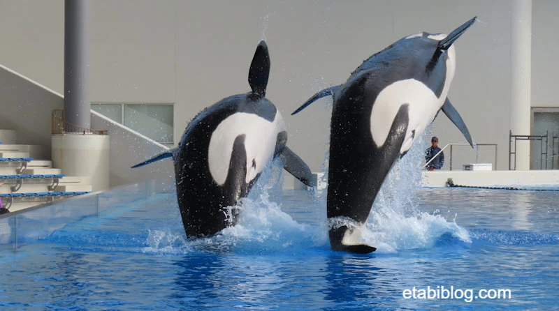 二頭並んで横向きジャンプ