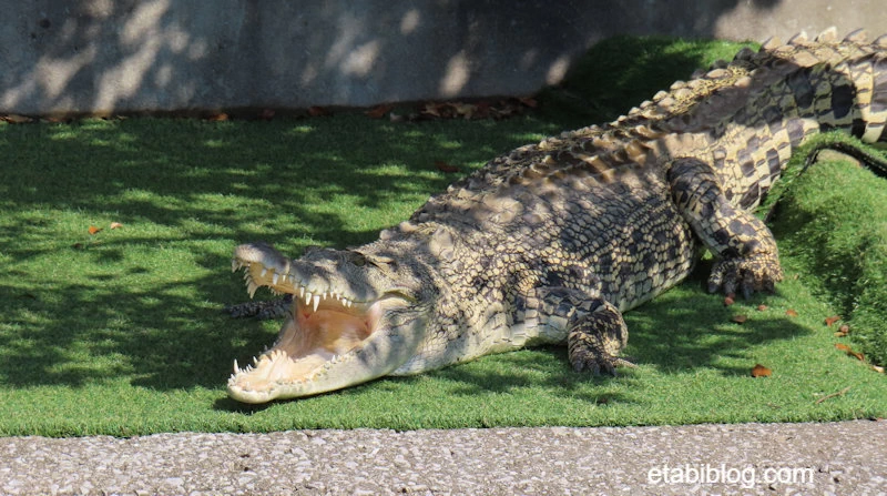 鬼山地獄のワニ