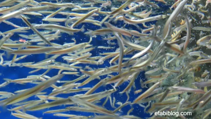 群れをなして泳ぐイカナゴ