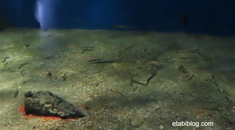 砂に隠れるイカナゴ