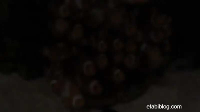 暗闇のクマノミ
