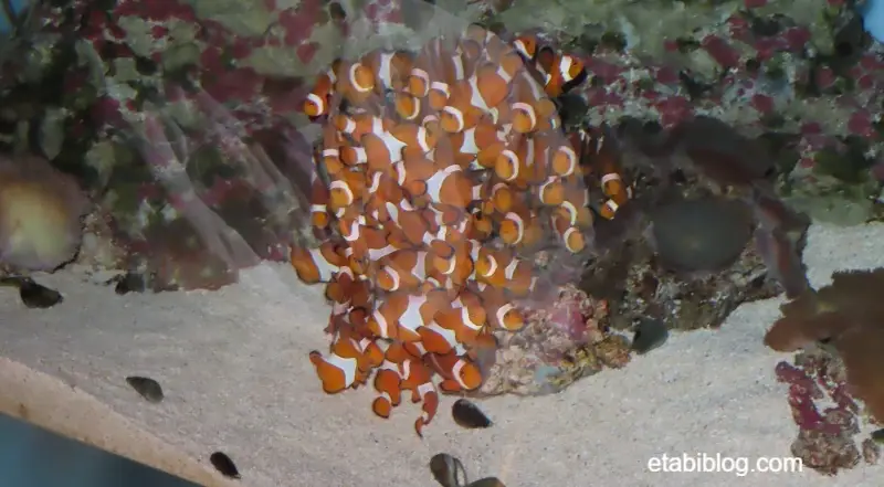 一カ所に固まるクマノミ