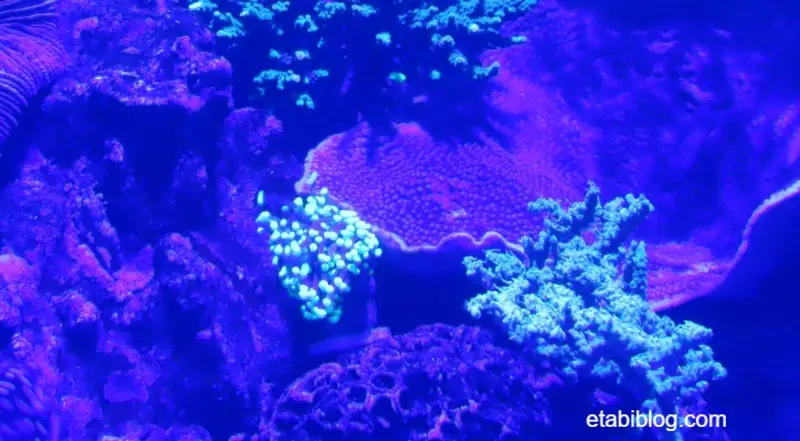 光る珊瑚礁