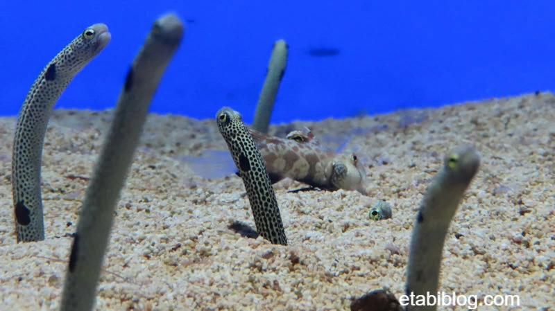 日中のチンアナゴ