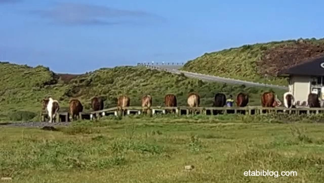 草千里ヶ浜の動物