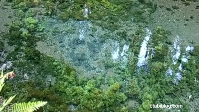 白川水源の湧水