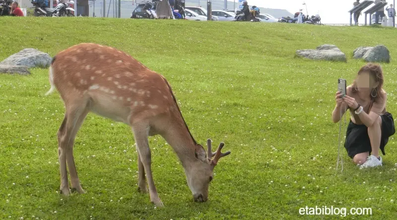 宗谷岬で見つけたエゾシカ