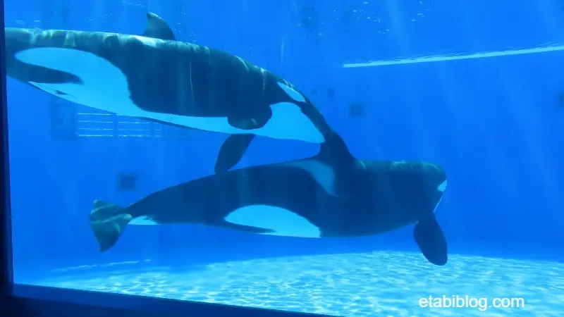 身近に見えるシャチ