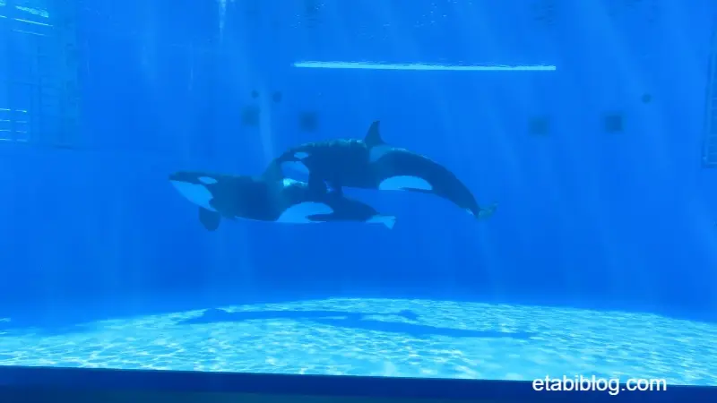 水中を泳ぐシャチ