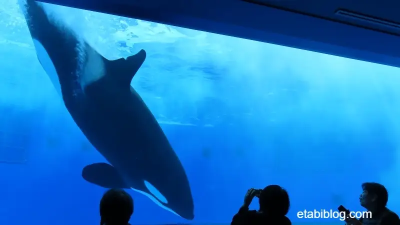 大きく見えるシャチ