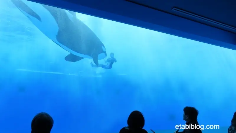 トレーナーと一緒に泳ぐシャチ