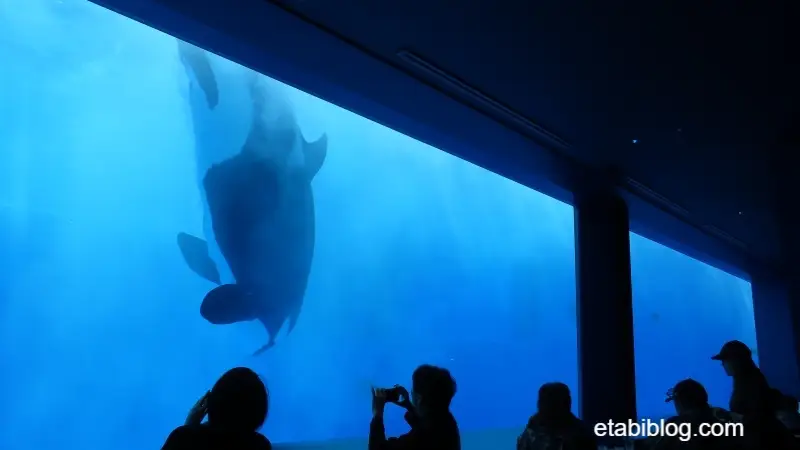 シャータイムのシャチ