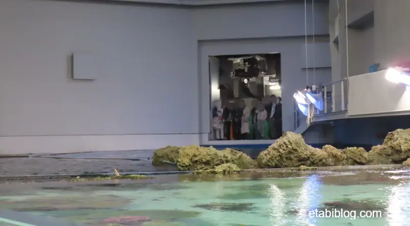 外洋水槽の裏側を見学している参加者