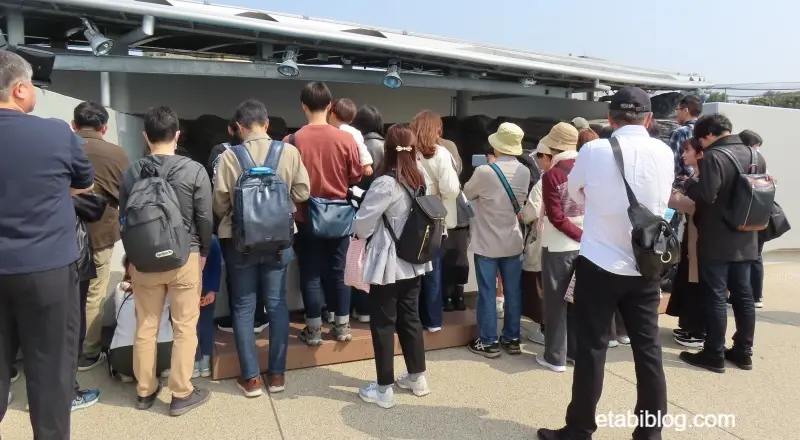 アシカフィーディングタイムの混雑状況