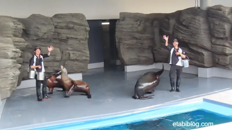 アシカのフィーディングタイム