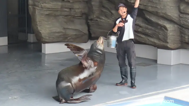 挨拶するアシカ