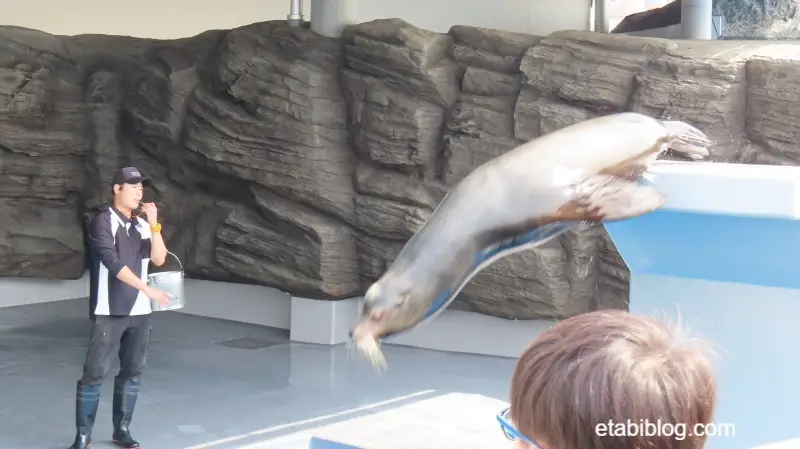 飛び込み台から飛び込むアシカ