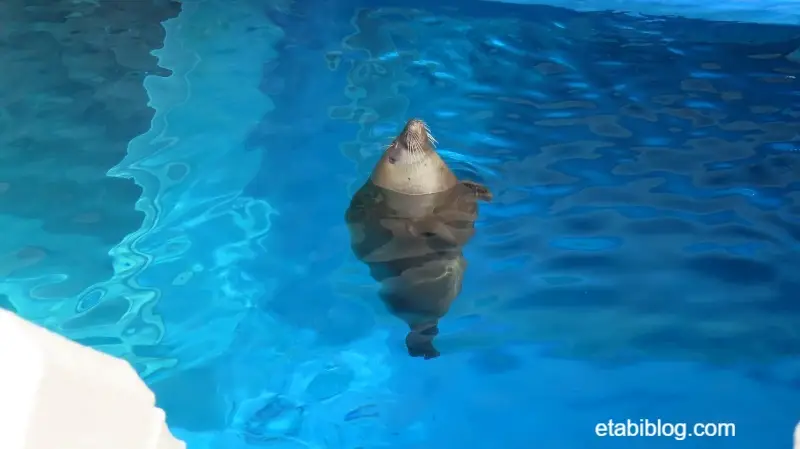 フィーディングタイムを待っているアザラシ