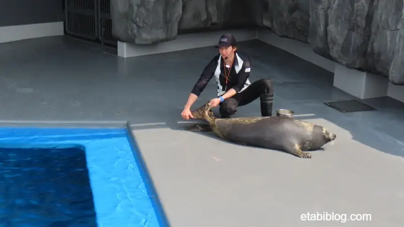 飼育員とアザラシ