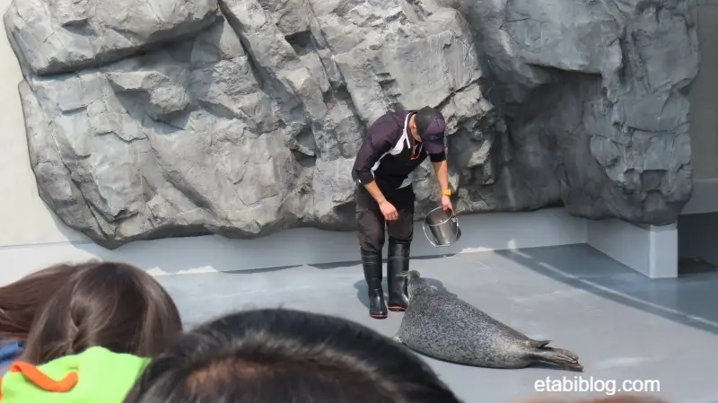 餌をもらっているアザラシ