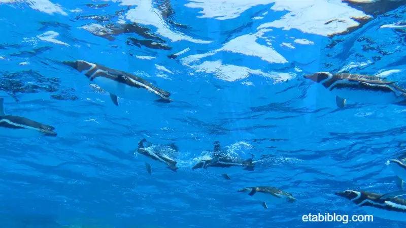 水中で餌をとるペンギン