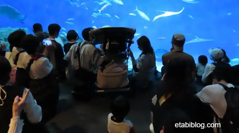 外洋フィーディングタイムの混雑状況