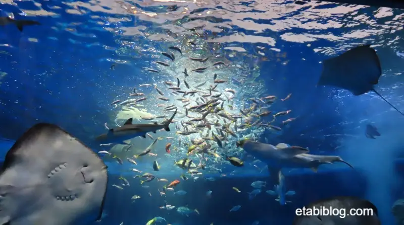 水槽にまかれた餌に群がる魚