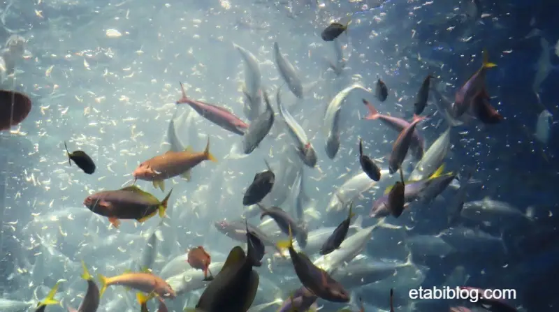 オキアミを追いかける魚