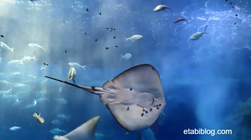 餌を食べているエイ