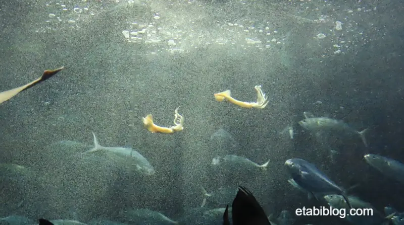 サメの餌のイカ