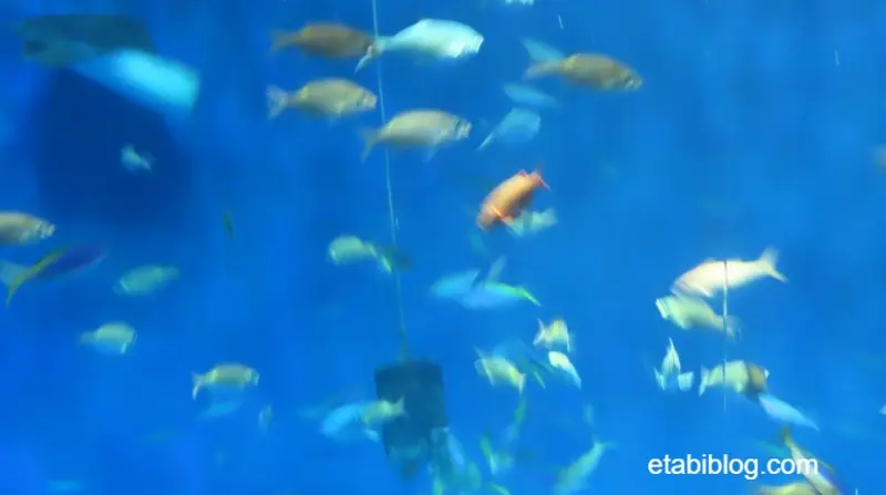 プールの底にいる魚用の餌入れ