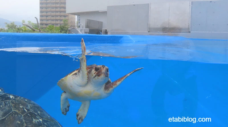 ウミガメ水槽