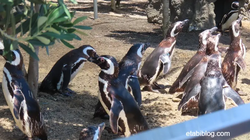 目の前までやってきたペンギン