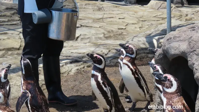 餌を待つペンギン