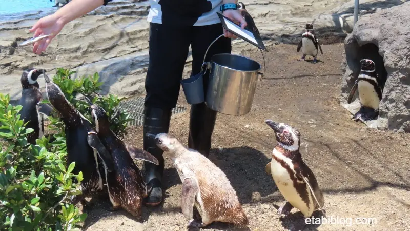 餌をもらっているペンギン