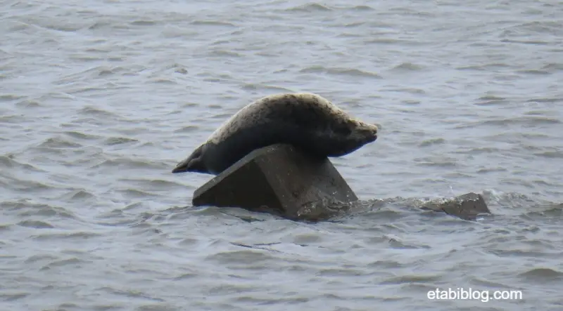 ノシャップ岬のアザラシ
